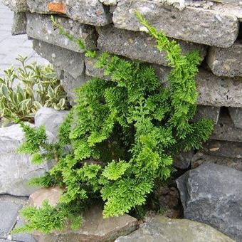 Chamaecyparis obtusa 'Teddy Bear'