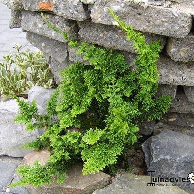 Chamaecyparis obtusa 'Teddy Bear' - Chamaecyparis obtusa 'Teddy Bear'