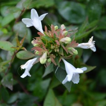 Abelia x grandiflora 'Sherwood'