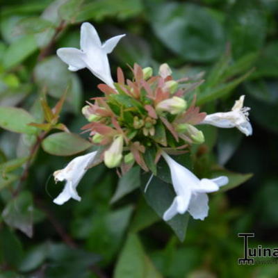 Abelia x grandiflora 'Sherwood'