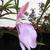 Roscoea purpurea 'Spice Island'