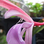 Roscoea purpurea 'Spice Island' - 