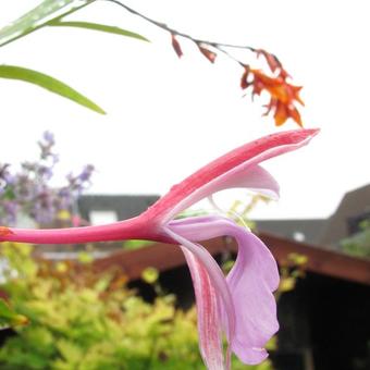 Roscoea purpurea 'Spice Island'