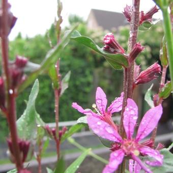 Lythrum virgatum 'Dropmore Purple'