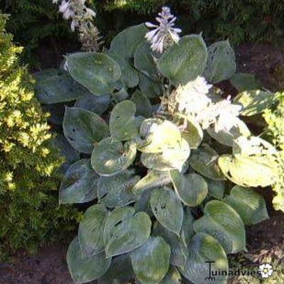 Hosta 'Happiness' - 