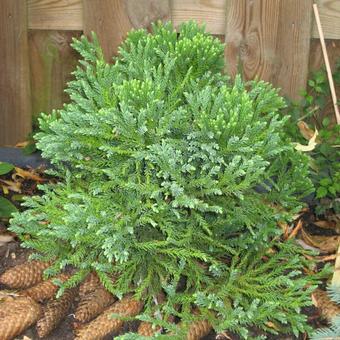 Cryptomeria japonica ‘Little Diamond'