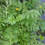 Potentilla anserina - Gänsefingerkraut