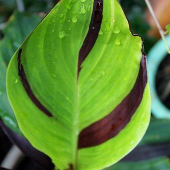 Canna x generalis 'Cleopatra'