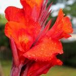 Canna x generalis 'Red Velvet' - 