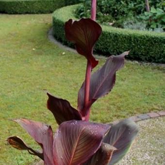 Canna x generalis 'Red Velvet'