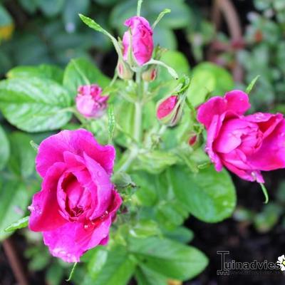 Rosa 'Roseraie de l'Haÿ' - 