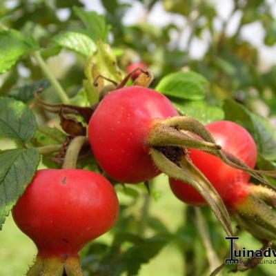 Rosa rugosa 'Rubra' - Rosa rugosa 'Rubra'