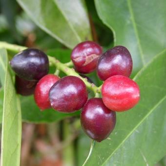 Prunus Laurocerasus 'Rotundifolia’