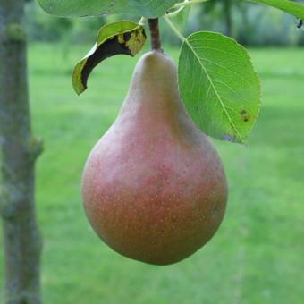 Pyrus communis 'Durondeau'