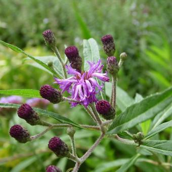 Vernonia crinita 'JS Betty Blindeman'