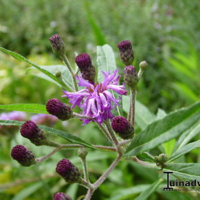 Vernonia crinita 'JS Betty Blindeman' - Vernonia crinita 'JS Betty Blindeman'