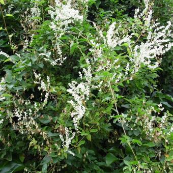 Fallopia baldschuanica