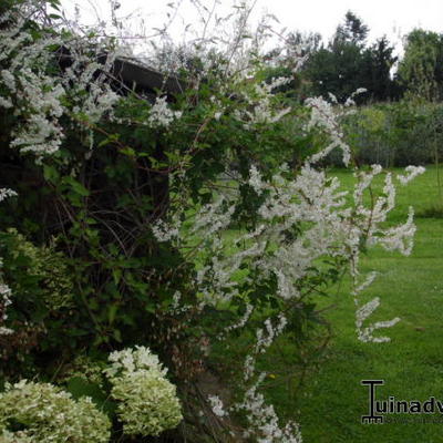 Fallopia baldschuanica - Renouée grimpante