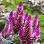 Celosia caracas - 