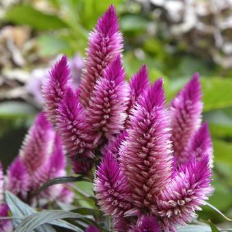 Celosia caracas