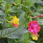 Mirabilis jalapa - 