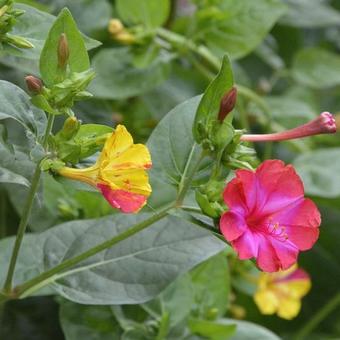 Mirabilis jalapa