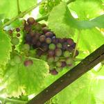 Vitis vinifera 'Regent' - 