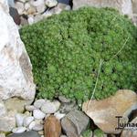 Draba bryoides imbricata 'Compacta' - 