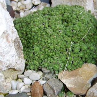 Draba bryoides imbricata 'Compacta'