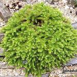 Hebe 'Prostrata' - 