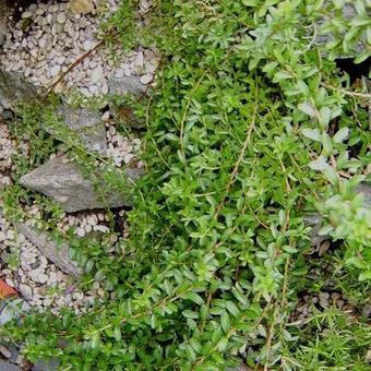 Salix lindleyana