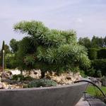 Abies concolor 'Piggelmee' - 