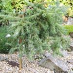 Larix kaempferi 'Blue Kroc' - 