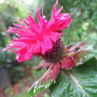 Monarda didyma 'Fireball'