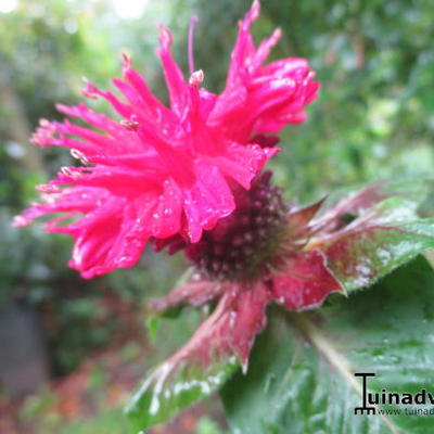 Monarda didyma 'Fireball'