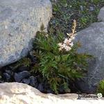 Astilbe glaberrima var. saxatilis - 