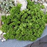 Sedum trollii - 