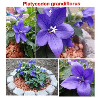 Platycodon grandiflorus