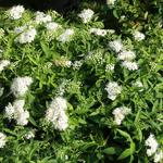 Spiraea japonica 'Albiflora' - 