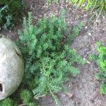 Podocarpus lawrencii 'Blue Gem'   	 - Mauvais titre