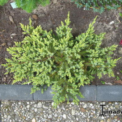 Juniperus squamata 'Dream Joy' - Juniperus squamata 'Dream Joy'