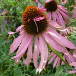 Echinacea purpurea 'Double Decker' - 