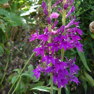 Lobelia x speciosa 'Hadspen Purple' - Lobelia x speciosa 'Hadspen Purple' - Lobelia x speciosa 'Hadspen Purple'