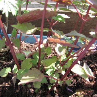 Agastache rugosa 'After Eight'