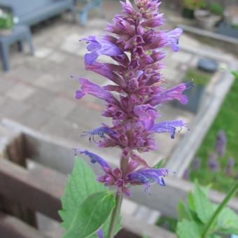 Agastache 'Blue Boa'