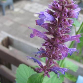 Agastache 'Blue Boa'