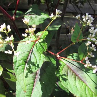 Persicaria microcephala 'Red Dragon'