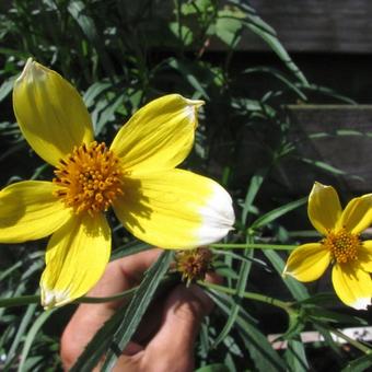 Bidens aurea 'Hannay's Lemon Drop'