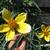 Bidens aurea 'Hannay's Lemon Drop'