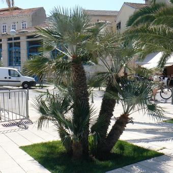 Chamaerops humilis var. cerifera